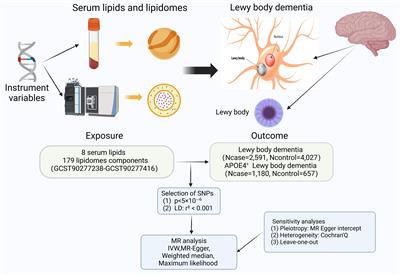 Exploring the causal effects of serum lipids and lipidomes on lewy body dementia: a Mendelian randomization study